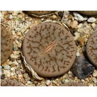 Samen - L.pseudotruncatella Mundtii × Pallid 30Se von yongquanLITHOPS