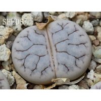 Samen - L.werneri × L.coleorum 20Se von yongquanLITHOPS