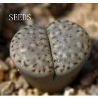 Samen - Lithops Amicorum "Freckled Friend' 20 Samen von yongquanLITHOPS