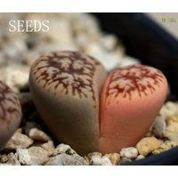 Samen - Lithops Gesinae C78（Variegata Variegatus）10Samen von yongquanLITHOPS