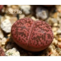 Samen - Lithops Gesinae "Pink" 10 Samen" von yongquanLITHOPS