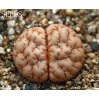 Samen - Lithops Gracilidelineata C189×C309A 20Seeds von yongquanLITHOPS