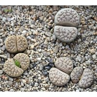 Samen -Lithops Gracilidelineata Hybrid 30 Samen von yongquanLITHOPS