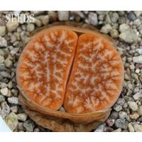 Samen - Lithops Grazilelineata "Brandcafé' 15Seeds 【Neu】 von yongquanLITHOPS