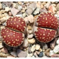 Samen - Lithops Julii 10 Samen "Red Flare' C259 von yongquanLITHOPS
