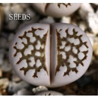 Samen -Lithops Julii C205 20 Samen von yongquanLITHOPS