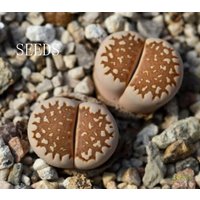 Samen - Lithops Julii C63 30Seeds von yongquanLITHOPS