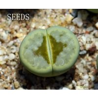 Samen - Lithops Julii "Hot Lips' Grün 10 Samen von yongquanLITHOPS