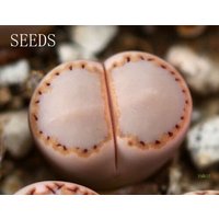 Samen - Lithops Julii Rouxii 20Samen von yongquanLITHOPS
