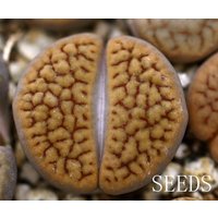 Samen - Lithops Schwantesii 20 Samen C165 von yongquanLITHOPS