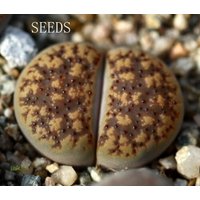 Samen - Lithops Verruculosa C200B 20 Samen von yongquanLITHOPS