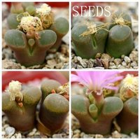 Samen - Ophthalmophyllum/Conophytum Mix 30Seeds von yongquanLITHOPS