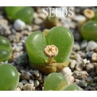 Samen | OphthalmophyllumConophytum Praesectum 25Seeds von yongquanLITHOPS