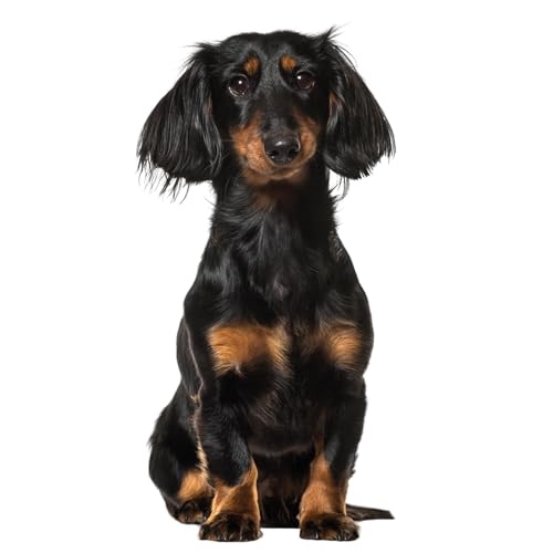 Fensterbild Dachshund I Dackel I beidseitig bedruckt I 37,6 x 28,5 cm I statisch haftend I wiederverwendbar I dv1320 von younikat