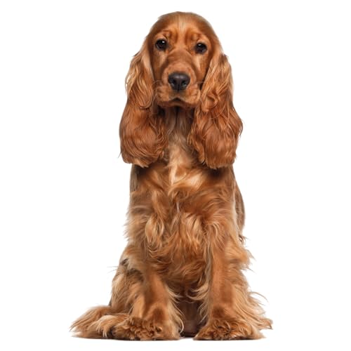 Fensterbild English Cocker Spaniel I beidseitig bedruckt I 39,8 x 24,4 cm I wiederverwendbar I statisch haftend I dv1321 von younikat
