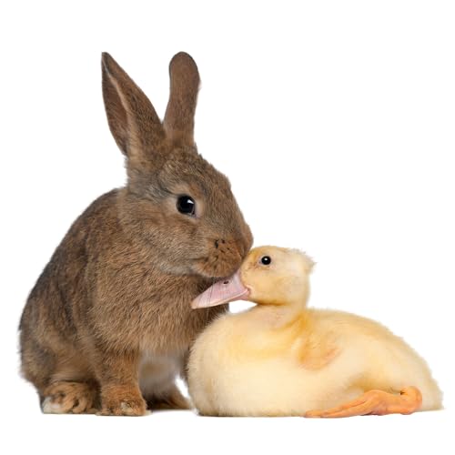 Fensterbild Kaninchen mit Ente I Frühling Verliebt Ostern Hase I selbsthaftend wiederverwendbar I dv1409 von younikat