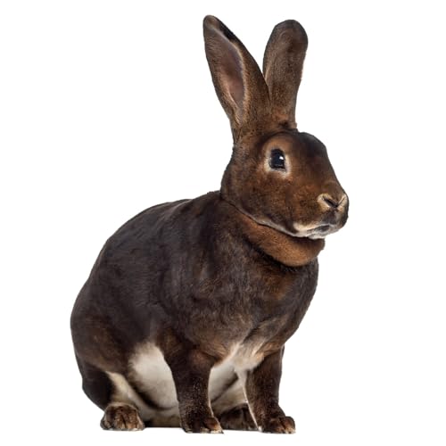 Fensterbild Ostern Osterhase I beidseitig I selbsthaftend wiederverwendbar I Bauernhof I dv1408 Fensterbild Ostern Osterhase I beidseitig I selbsthaftend wiederverwendbar I Bauernhof I dv1408 von younikat