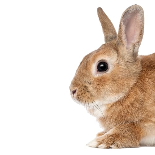 Fensterbild neugieriges Kaninchen I selbsthaftend wiederverwendbar I dv1407 Fensterbild neugieriges Kaninchen I selbsthaftend wiederverwendbar I dv1407 von younikat