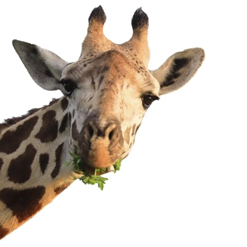 Fenstersticker Fensterfolie statisch haftend Lustige Giraffe - DIN A3 - Kinderzimmer Deko Motiv Afrika Deko Fenster Sticker Aufkleber Tiere Selbstklebend - dv1138 von younikat