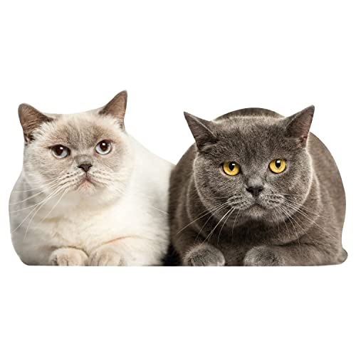 Katzen Fensterbild Fensterfolie - lebensecht groß - wandtattoo Fenster Aufkleber statisch haftend Vogel-Schutz selbstklebend wiederablösbar - dv1110 Katzen Fensterbild Fensterfolie - lebensecht groß - wandtattoo Fenster Aufkleber statisch haftend Vogel-Schutz selbstklebend wiederablösbar - dv1110 von younikat