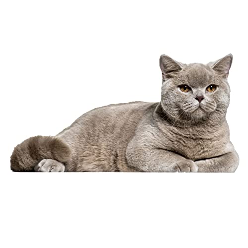 younikat Fensterbild Katze - lebensecht groß - Fensterfolie statisch haftend Vogel-Schutz selbstklebend wiederablösbar - 38,5cm I dv1111 von younikat