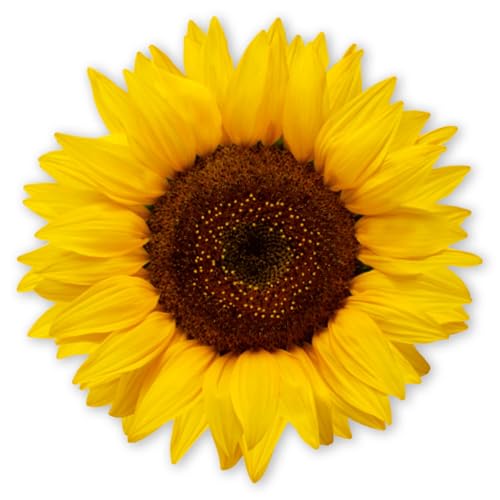 younikat Aufkleber Sonnenblume | 20 cm | selbstklebende Folie Sticker Deko I dv1511 younikat Aufkleber Sonnenblume | 20 cm | selbstklebende Folie Sticker Deko I dv1511 von younikat