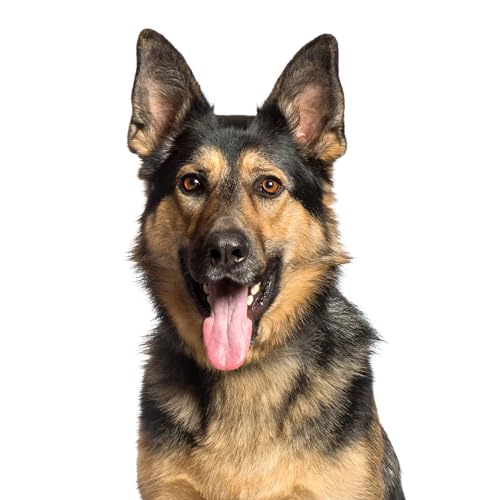 younikat Fensterbild Hund Deutscher Schäferhund I beidseitig Bedruckt I 40,5 x 23,8 cm I statisch haftend I wiederverwendbar I dv1318 von younikat