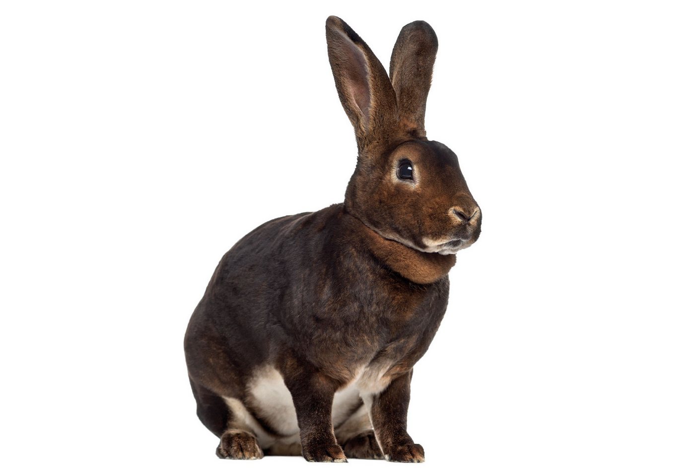 younikat Fensterbild Fensterbild Ostern Osterhase I beidseitig I selbsthaftend I dv1408 younikat Fensterbild Fensterbild Ostern Osterhase I beidseitig I selbsthaftend I dv1408 von younikat