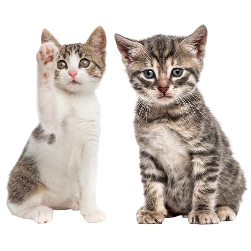Katzen-Baby Fensterbild Set I Neugier I lebensecht groß I beidseitig Bedruckt I Fenster-Aufkleber I statisch haftend I Vogel-Schutz I selbstklebend wiederablösbar I dv950 Katzen-Baby Fensterbild Set I Neugier I lebensecht groß I beidseitig Bedruckt I Fenster-Aufkleber I statisch haftend I Vogel-Schutz I selbstklebend wiederablösbar I dv950 von younikat
