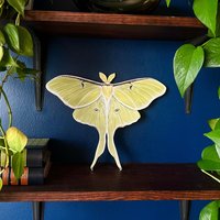 Luna Moth Print Holzausschnitt | Wandkunst Cottage Core Und Boho Dekor Wandbehang von ystreetstudio