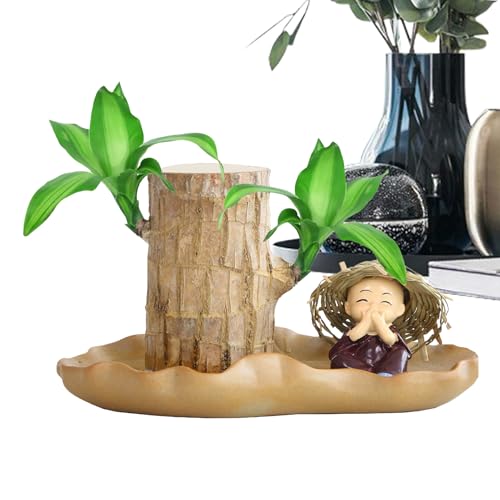 yybng Brasilianisches Holz, brasilianische Holzpflanze,Luftreinigende Pflanzen für den Innenbereich - Glücksholzpflanze, brasilianisches Glücksholz, Hydrokultur-Topfpflanze, Dekoration für yybng Brasilianisches Holz, brasilianische Holzpflanze,Luftreinigende Pflanzen für den Innenbereich - Glücksholzpflanze, brasilianisches Glücksholz, Hydrokultur-Topfpflanze, Dekoration für von yybng