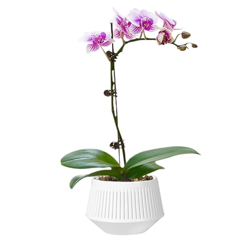 Geschlitzte Orchideentöpfe, Obstgartentöpfe zum Nachpflanzen,Zwei Schichten atmungsaktive light weight -Pflanzer | Atmungsaktivem Pflanzer für die Blüteblütenhydroponik -Wurzelsteuerung von yztju