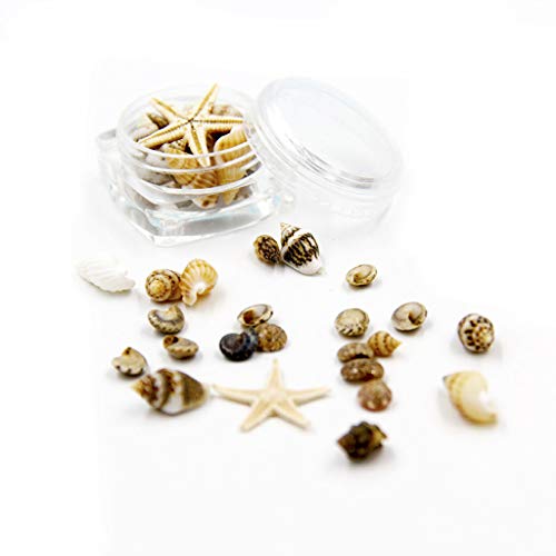 zhiwenCZW Kleine natürliche Strandmuschel Starfish Nautical Decor Schmuck Glas DIY Füllstoffe Nail Art Harzfüllungen Schmuckherstellung von zhiwenCZW