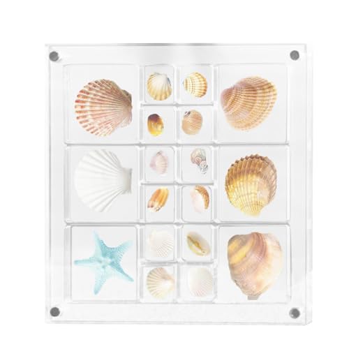 znutc Acryl Magnetische Muschel Sammelbox, Multifunktionales Seashell Display Box Organizer, Transparenter Aufbewahrungsbox Aufbewahrungsbehälter für Seestern Schmuckstücke & Schmuck Sammlerstücke von znutc